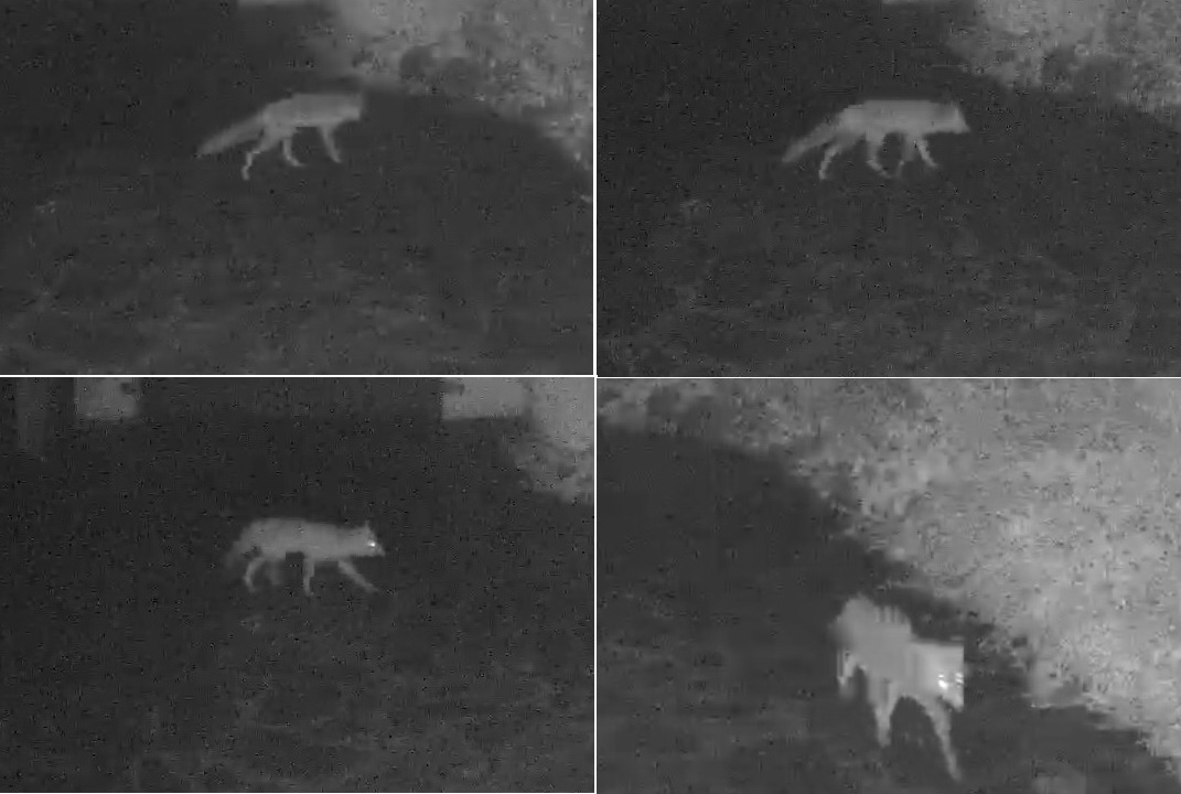 Danieldeclerm's tweet image. La nuit dernière, vers 3h : un #renard traverse ma cour 🦊😊