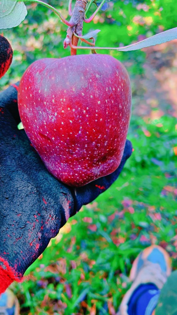Darzdignity1's tweet photo. Hard work, patience, nd nature’s touch all come together on the first day of harvest.... 🍎💪
#Applepicking
 #HarvestHustle #OrchardGoals #KashmirApples" https://t.co/9KWnYBNSH9
