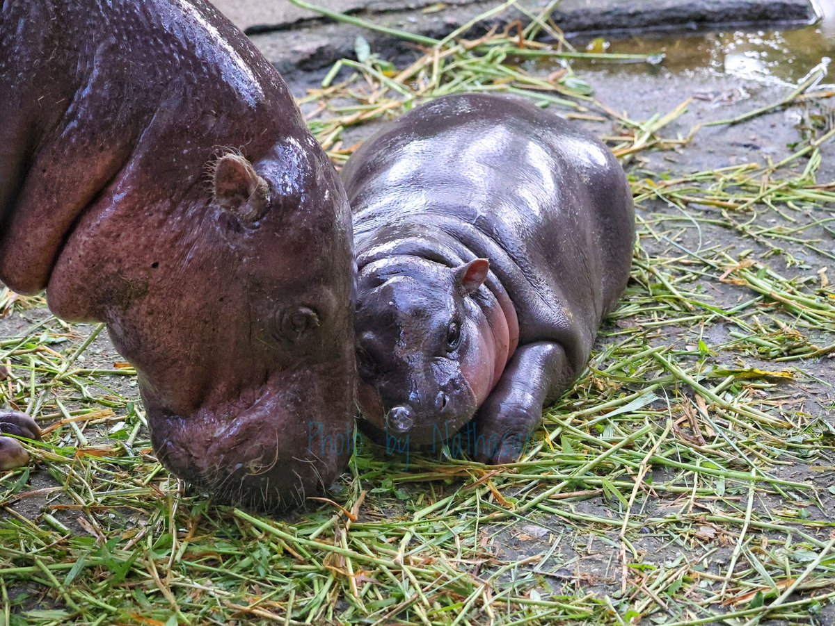 Moo Deng and her snort bubble!

#Moodeng #pygmyhippo #PygmyHippopotamus #Khaokheowopenzoo #Khaokheowzoo #chonburi #thailand #ขาหมูแอนด์เดอะแก๊ง