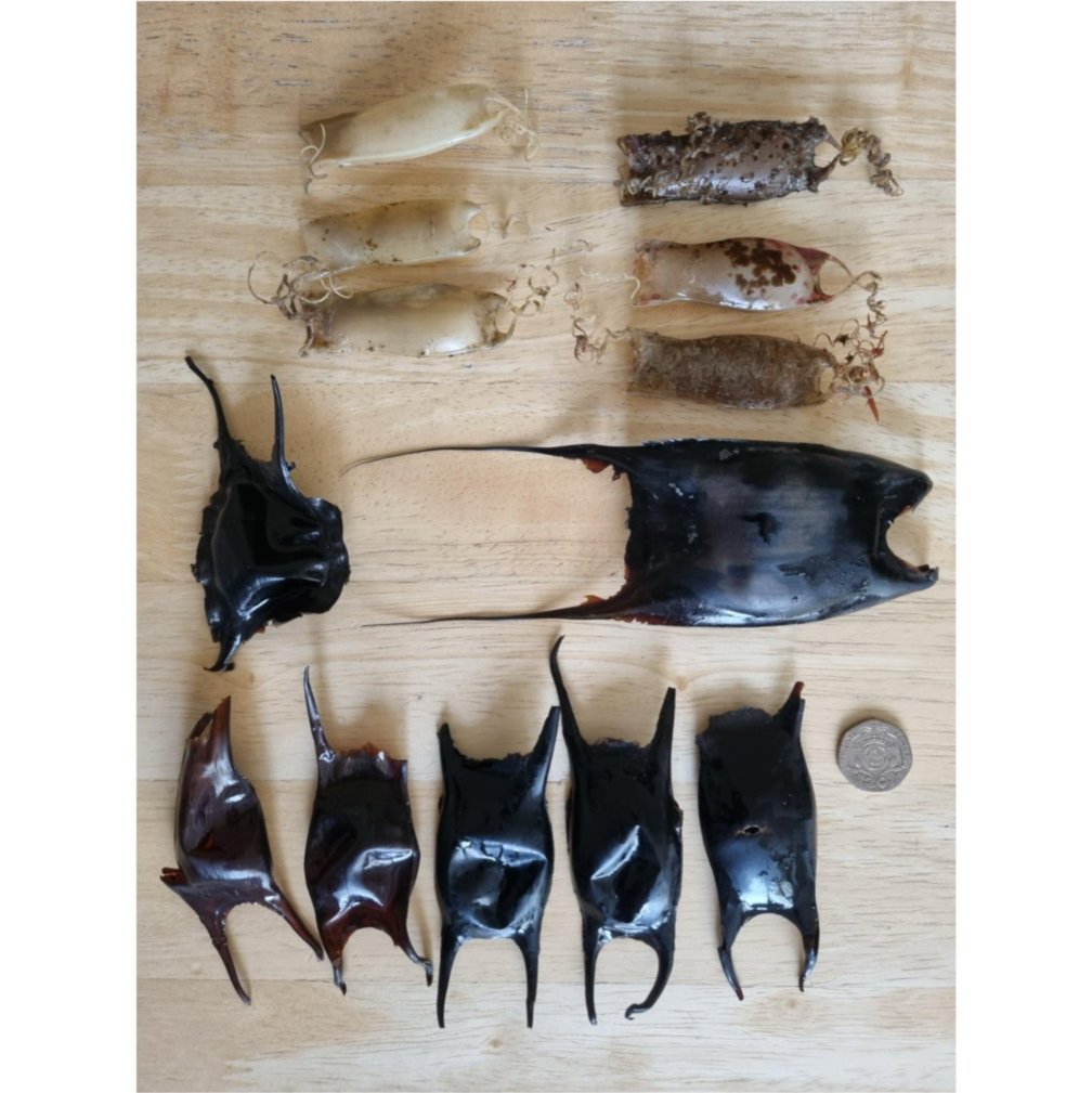 Prof. Steve Simpson (@drstevesimpson) on Twitter photo Great <a href="/SharkTrustUK/">The Shark Trust</a> Eggcase Hunting by <a href="/DrMartinJohnHow/">Dr Martin John How</a> and 200 <a href="/BristolBioSci/">University of Bristol Biological Sciences</a> 1st years during our Westward Ho! beachclean (removed and documented 40 kg litter, data in prep for <a href="/mcsuk/">Marine Conservation Society</a>). Egg cases from 1 small-eyed ray, 1 thornback ray, 5 spotted rays & 6 small-spotted catsharks Great <a href="/SharkTrustUK/">The Shark Trust</a> Eggcase Hunting by <a href="/DrMartinJohnHow/">Dr Martin John How</a> and 200 <a href="/BristolBioSci/">University of Bristol Biological Sciences</a> 1st years during our Westward Ho! beachclean (removed and documented 40 kg litter, data in prep for <a href="/mcsuk/">Marine Conservation Society</a>). Egg cases from 1 small-eyed ray, 1 thornback ray, 5 spotted rays & 6 small-spotted catsharks