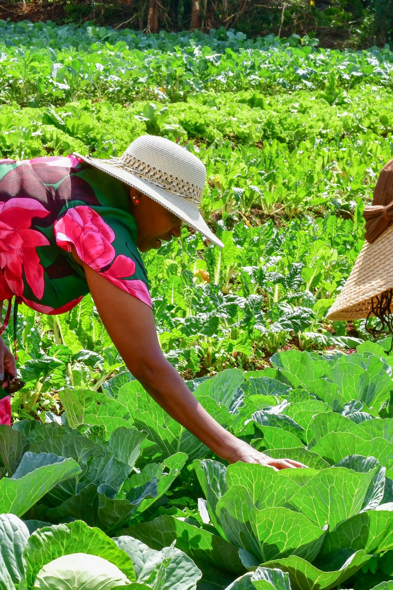 MamaRachelRuto's tweet photo. The Mama Kitchen Garden initiative aims to motivate women across the country to establish a kitchen garden. By cultivating fruits and vegetables at the household level, these gardens support balanced diets and food and nutritional security. https://t.co/eSUEl4d8U4