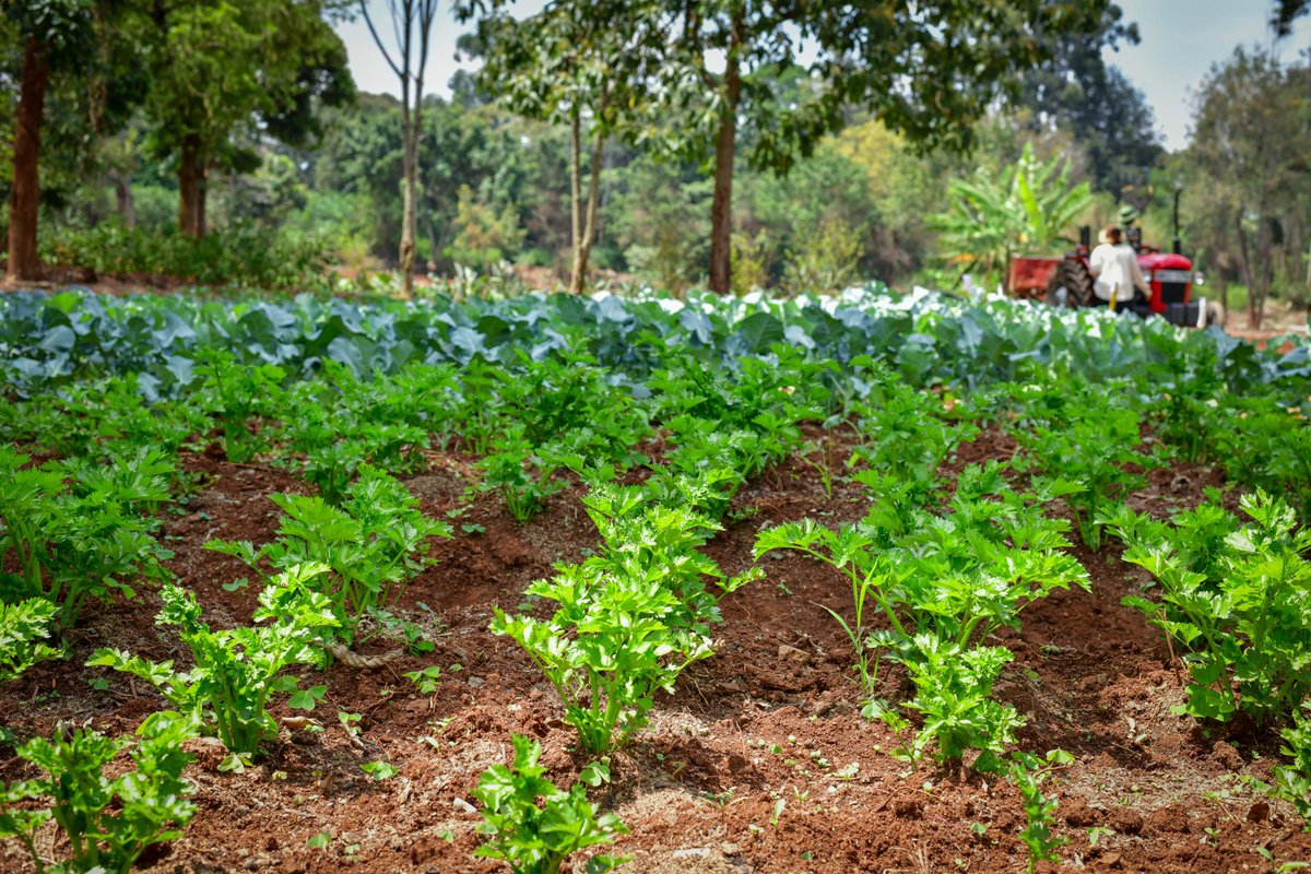 Mama Rachel Ruto, EGH tweet media