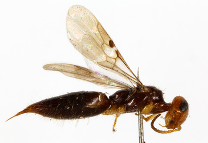 Zootaxa's tweet photo. Sixty-one years later: a second species of Scolebythus Evans (#Hymenoptera: Scolebythidae) from southern #Madagascar 
https://t.co/aXTyCiHgy6 
#Taxonomy https://t.co/2HZkYS1aYo