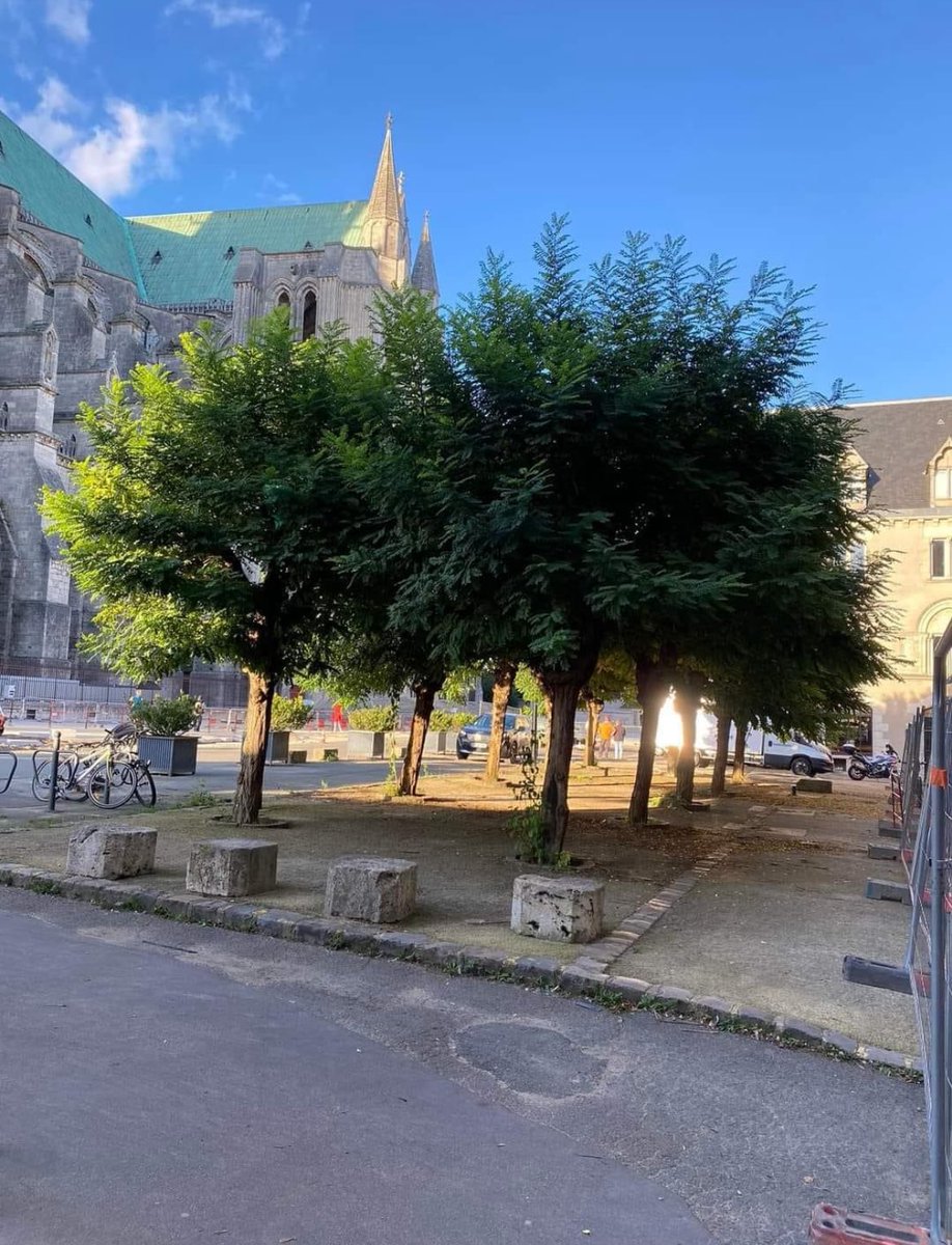 ❌À Chartres, les dix arbres de la place de notre Cathédrale ont été coupés en catimini par la mairie, pour faire un dallage uniforme - pour faire le vide. 

Avec ces arbres, si protecteurs, si chaleureux, c’est un peu du charme de #Chartres qui s’en va. 

Grande tristesse.