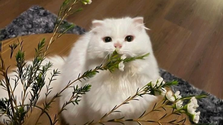 chaeryeomng's tweet image. Ryujinie and Yeddeong ‘nnie through my camera roll, miaw. 🐈