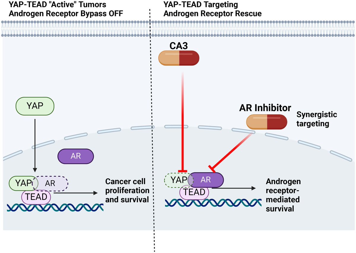 FEBS Open Bio tweet media
