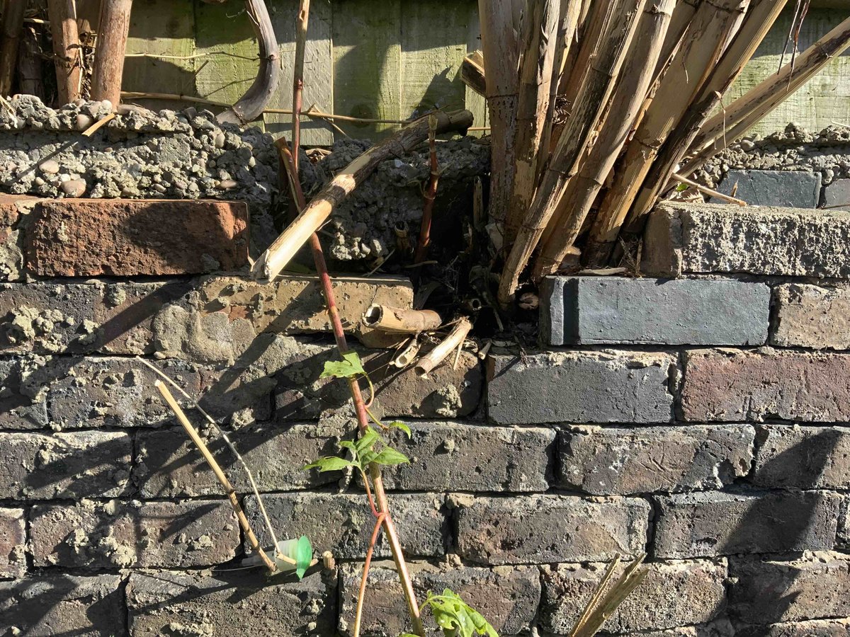 JKExpert's tweet photo. This Japanese Knotweed in Newcastle-Under-Lyme is affecting the structural integrity of the wall. It is fast growing &amp; has a destructive nature hence why it is important to eradicate this invasive weed, particularly when growing next to a property. https://t.co/cktWaHNTpB https://t.co/qzzTZEyNy2