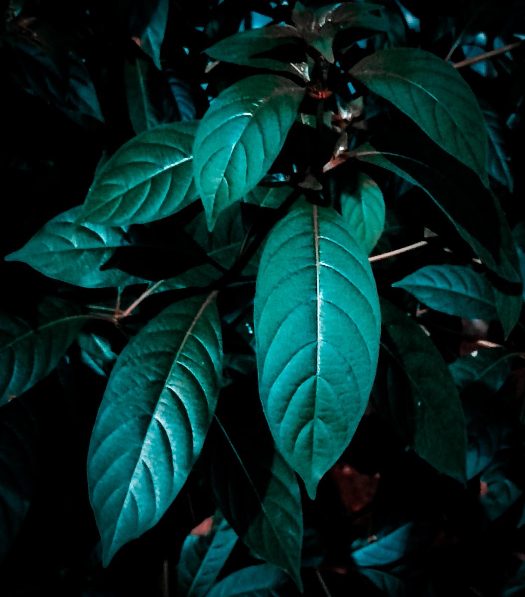 JainendraNahata's tweet photo. Greenery π
#MyPhotography
#ShotOnSnapdragon
#EditedInLightroom https://t.co/BKUNdhNEcm