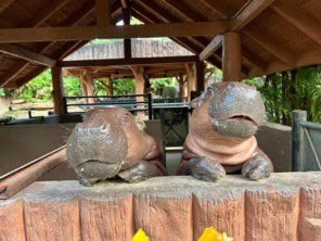 JimmyD046430668's tweet photo. Gday Moo Deng. 💚💚💚 👀👀#Modeng on #KRC20 #Kasbay.org #KKopzoo 🦛🦛#KaspaCommunity #ModengClan555 #ThaiLife #Freedom #Peace #Thailand 🇹🇭🐲🇹🇭🐲🇹🇭🐲🇹🇭🐲🇹🇭🐲🇹🇭 https://t.co/8qCA6SyNLS