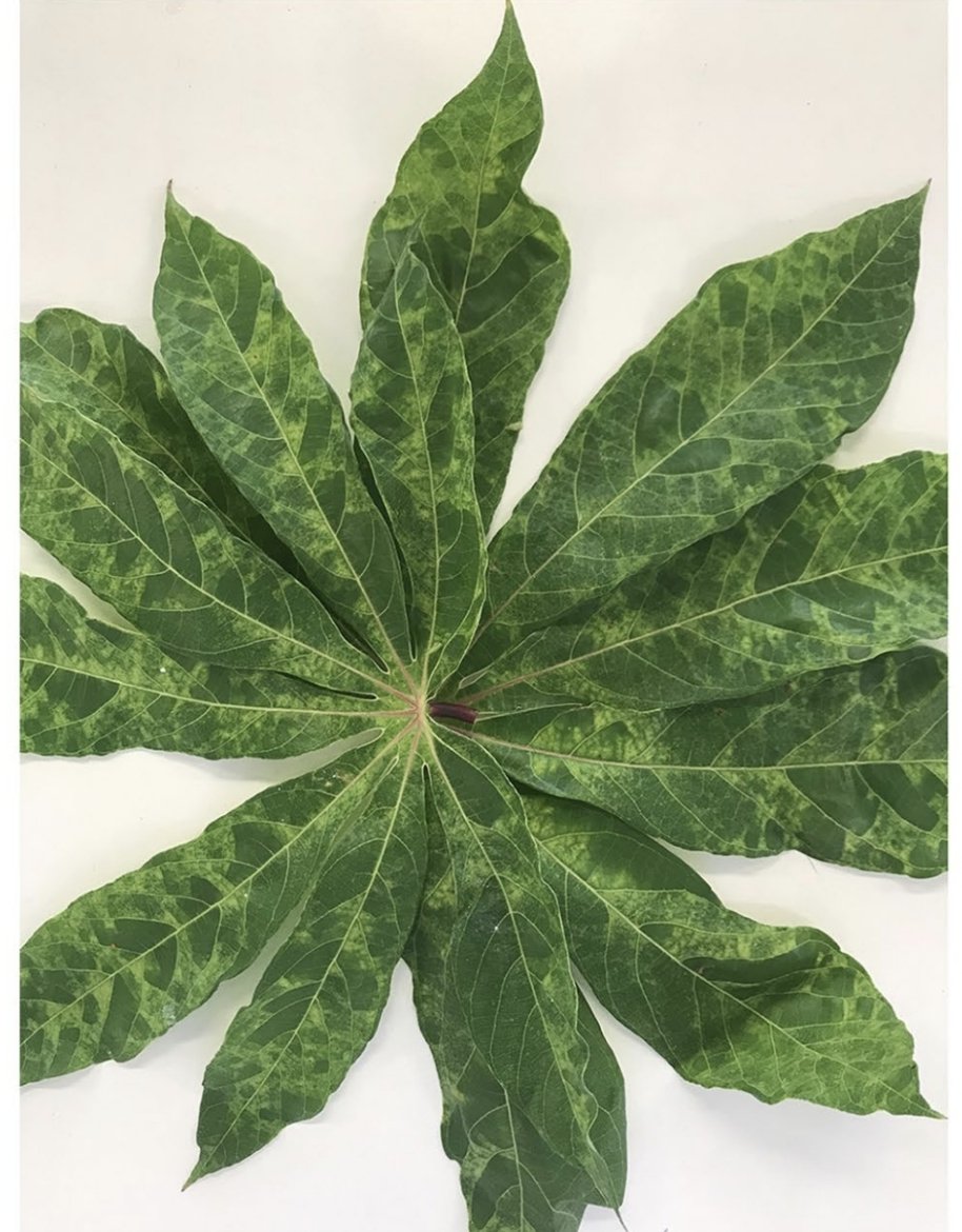 First report of Sri Lankan cassava mosaic virus in Australia
rdcu.be/dVK7m