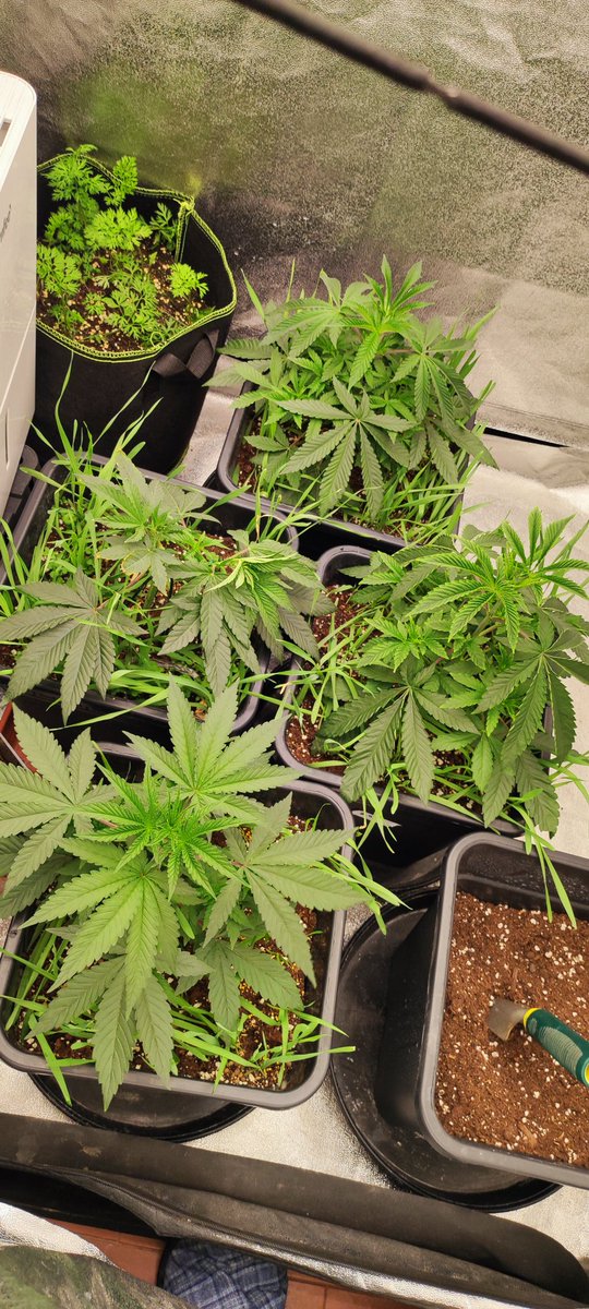 near the 4th week of veg.
💚 FULL ORGANIC RUN 🦾