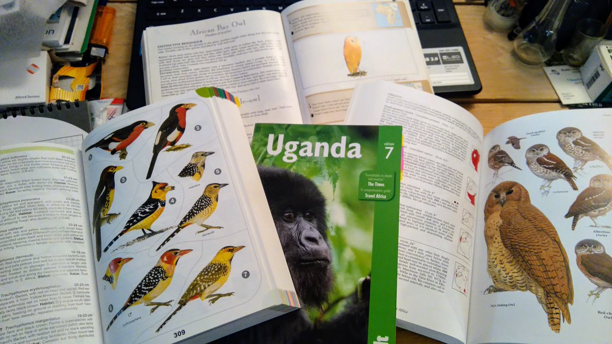 albicilla66's tweet photo. #Birding #Uganda 🇺🇬 1060sp, 380sp/2weeks: #Mabamba; #LakeMburo; #Bwindi 350sp (🛖#BuhomaLodge) 4 montane & #Kibale 375sp (🛖#CraterSafariLodge) 4 lowland forest sp; #Semuliki 440sp 4Guinea-Congo sp; #QENP 610sp & #MFNP 450sp 4savanna sp; Jan-Feb (over 200sp/day possible), Jun-Jul https://t.co/9W19Ef47z5