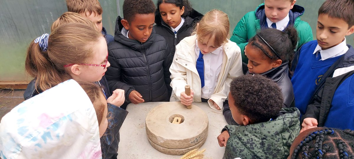 rootstofruit202's tweet photo. Y4 @AbbeyPrimary thinking about where their food comes from.
Identifying wheat seed and milling  using traditional methods is harder than they imagined!
Cultivation of this plant gave rise to ancient civilisations. These processes are still a daily reality for millions of people. https://t.co/ogglYVEIwa