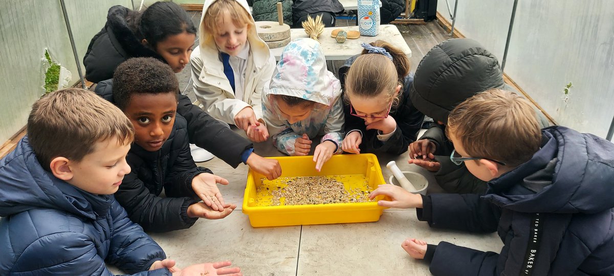 rootstofruit202's tweet photo. Y4 @AbbeyPrimary thinking about where their food comes from.
Identifying wheat seed and milling  using traditional methods is harder than they imagined!
Cultivation of this plant gave rise to ancient civilisations. These processes are still a daily reality for millions of people. https://t.co/ogglYVEIwa