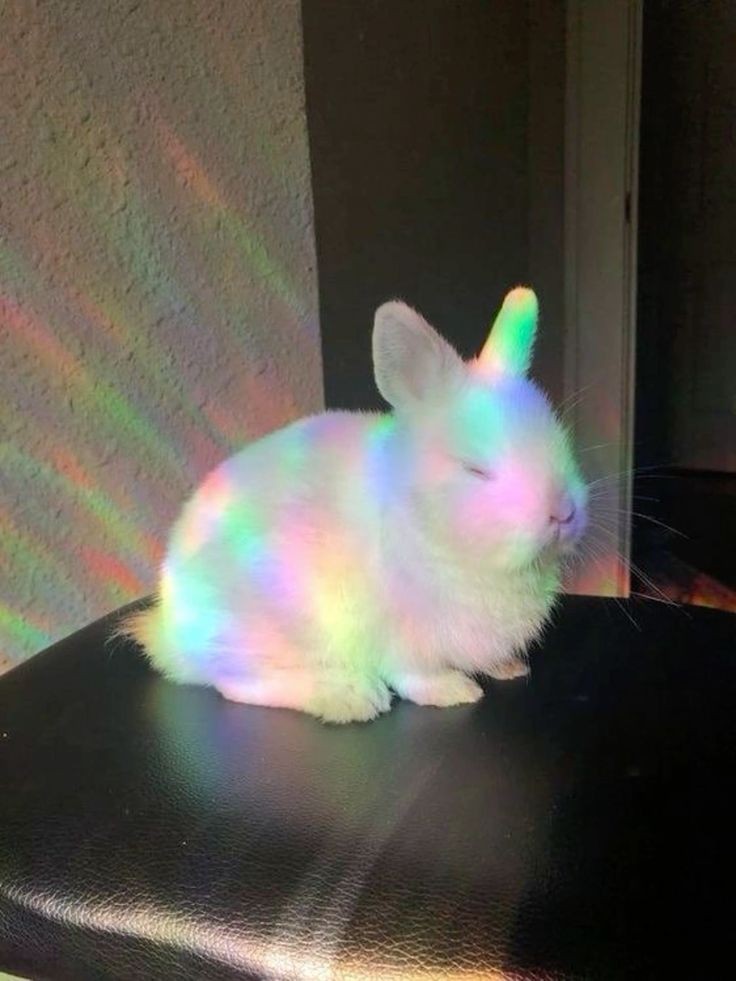 RabbitLoversUSA tweet picture