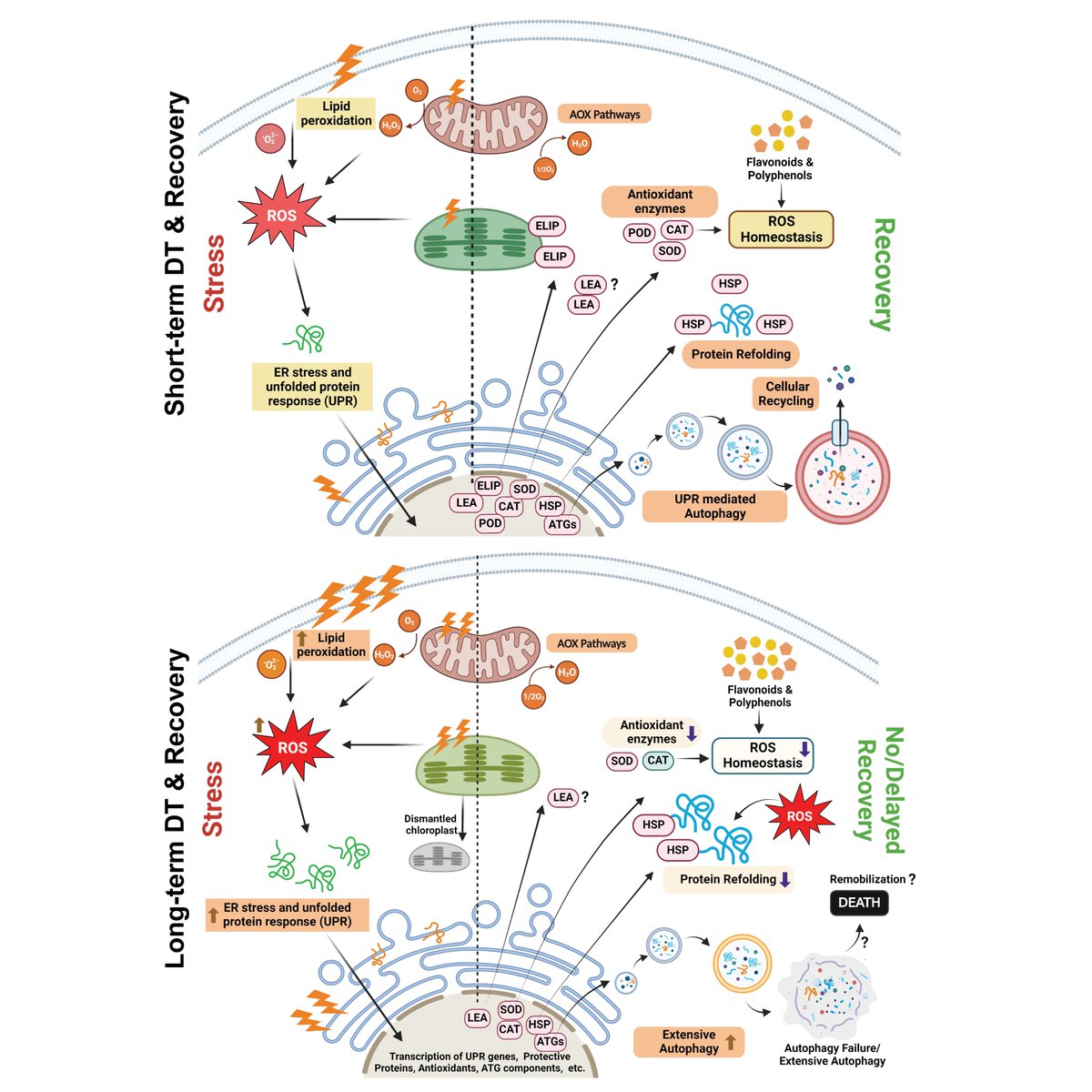 Plant Signaling Lab (@plantsignlab) on Twitter photo Our recent publication on 'Selaginella bryopteris (Sanjeevani) desiccation tolerance' is available now on Plant, Cell & Environment <a href="/wileyinresearch/">Wiley in research</a>. Congratulations to all authors <a href="/JismonJose_10/">Jismon Jose</a> <a href="/SwarupRoyChoud/">Swarup Roy choudhury</a>
Read for more.
onlinelibrary.wiley.com/share/author/P… Our recent publication on 'Selaginella bryopteris (Sanjeevani) desiccation tolerance' is available now on Plant, Cell & Environment <a href="/wileyinresearch/">Wiley in research</a>. Congratulations to all authors <a href="/JismonJose_10/">Jismon Jose</a> <a href="/SwarupRoyChoud/">Swarup Roy choudhury</a>
Read for more.
onlinelibrary.wiley.com/share/author/P…