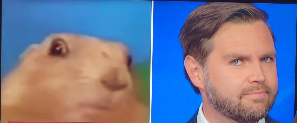 Leslie1776's tweet photo. @TheRickWilson Damn, JD looks just like a Prarie Dog!🤣🤣🤣🤣🤣🤣
#JDISWEIRD https://t.co/nfwmsJO2G7