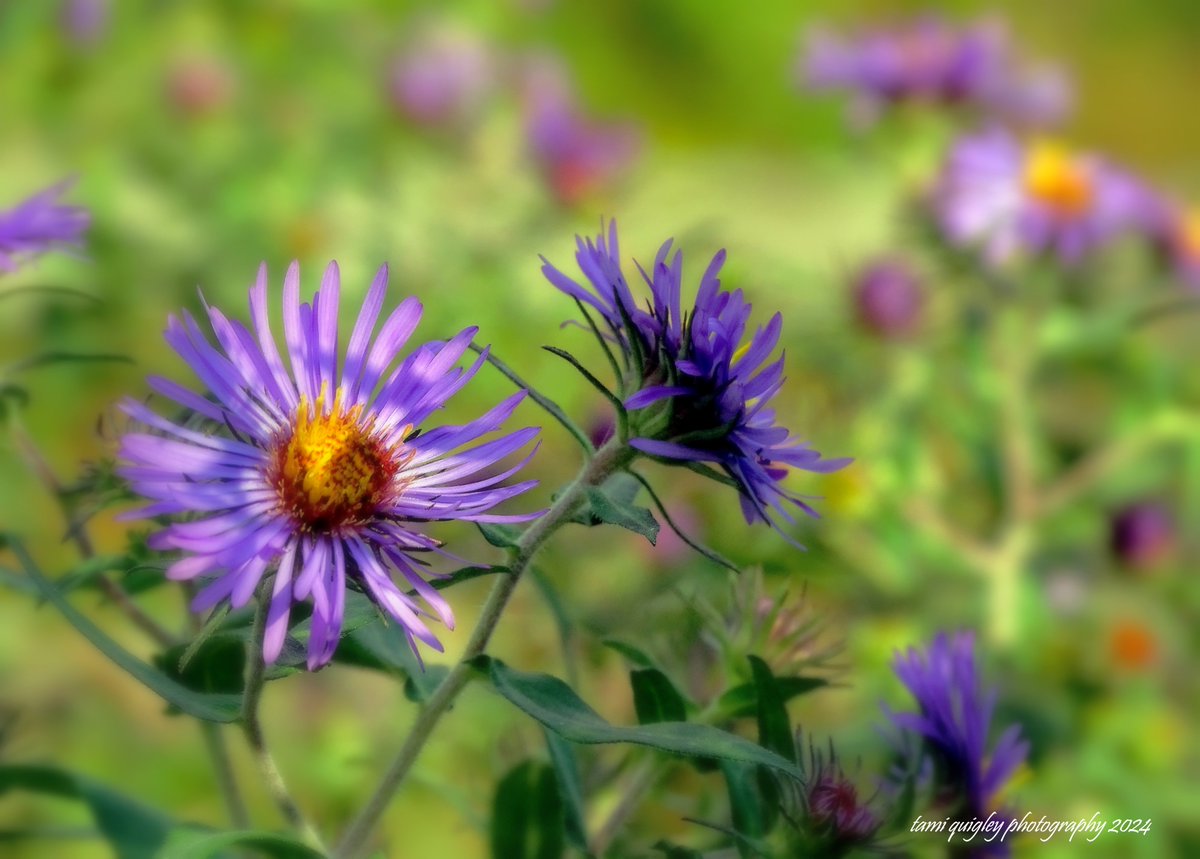 tamitrailscapes's tweet photo. Trailscapes ... Fine Art Photography by Tami Quigley: If Only Summer Could Stay ... https://t.co/oVgjChxgHZ #new #blogpost #BlueAster #wildflowers #SUMMER2024 #BuyIntoArt #AYearForArt #LehighValley #lehighvalleyphotographer @visitPA @LehighValleyPA @DLNHC #Slatington #photoart https://t.co/PCevSLaQks