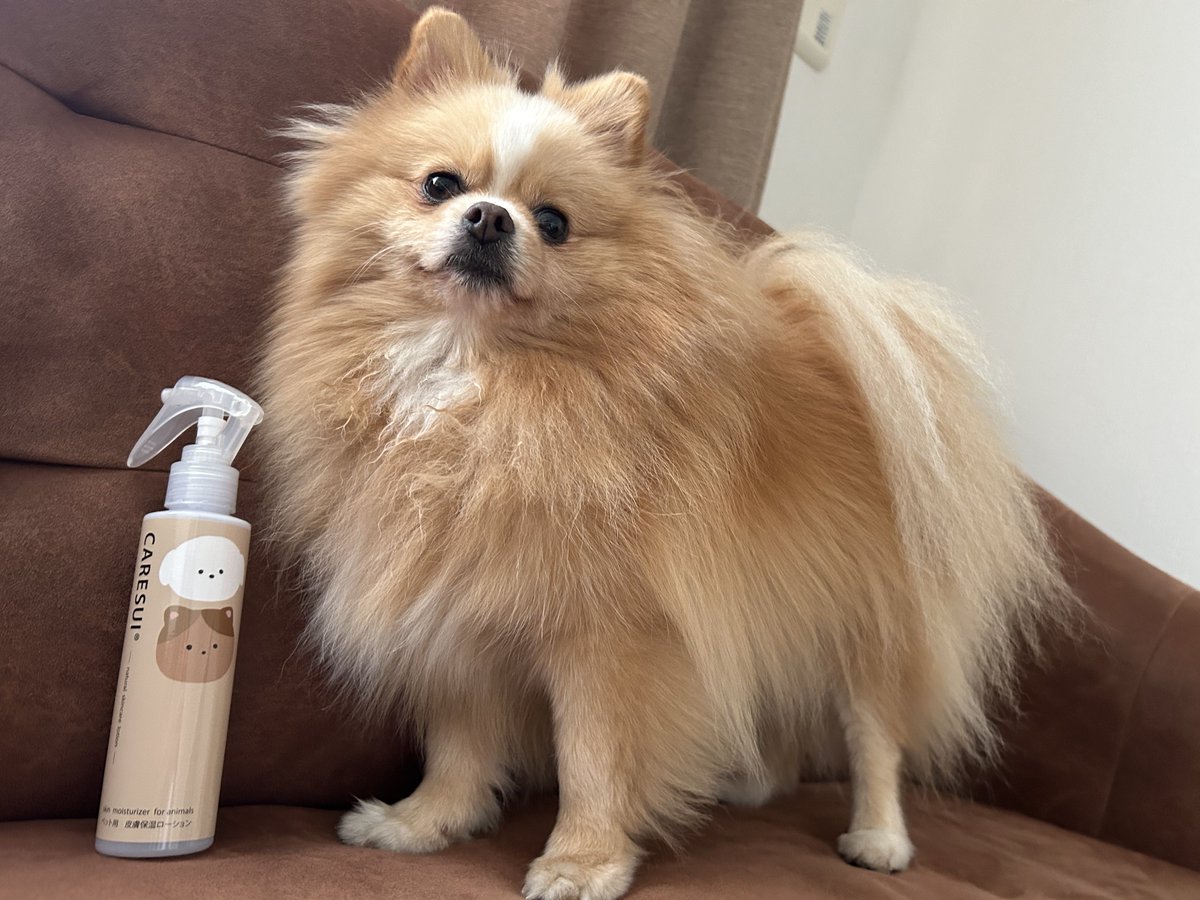 pomepomePicardy's tweet photo. いただいた犬用化粧品CARESUI、無香料だし目にも滲みない(人間の顔に向かって吹きかけてみた)ので、冬場の乾燥対策に良さそう！お耳カイカイも減った気がする！

#pr #caresui #ケアスイ #ペット用化粧水 https://t.co/rqWBEhsgNF