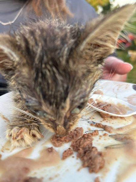 PeterAskin1's tweet photo. Save Grayson Co Cats in #ClarksonKY is my adopted rescue & they move might & main to save the stray & hurt cats in #GraysonCo in #WesternKY! Sugar was given meds, eye meds, extra small meals & pedialyte! Please donate to help Sugar & SGCC cats in need!๐https://t.co/07BomqItfo
Venmo @grayson-cats Cashapp $savegraysoncats