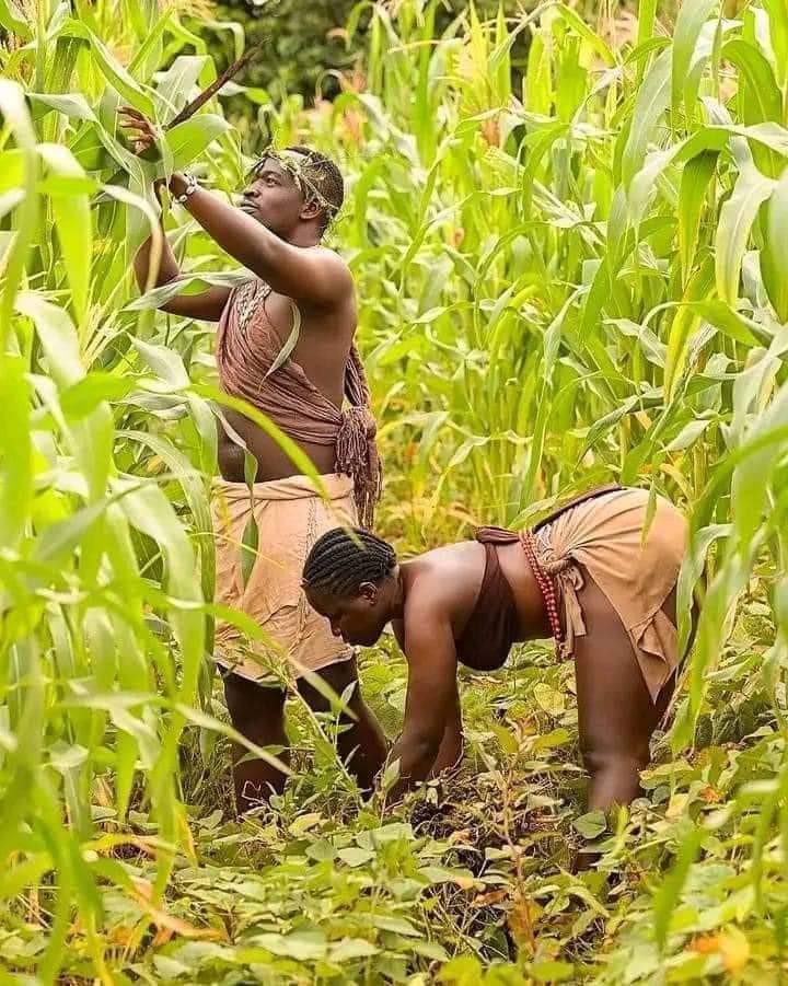 HarunaBraimoh1's tweet photo. For sustainable food security, we must all return to farming!! 

Good morning @Pirtim and welcome to a new month https://t.co/w7oYcKEMJX