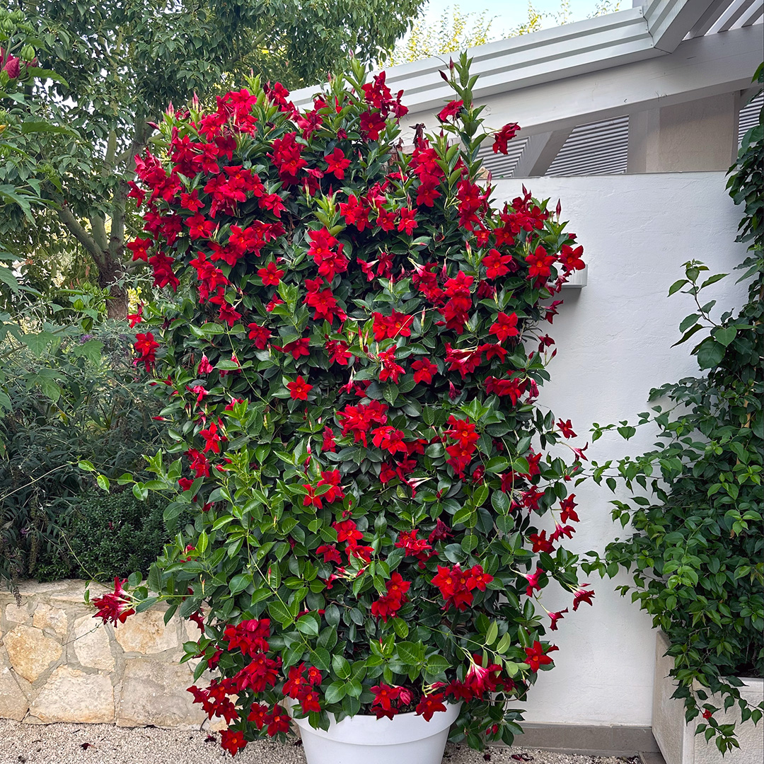 Syngenta Flowers tweet media