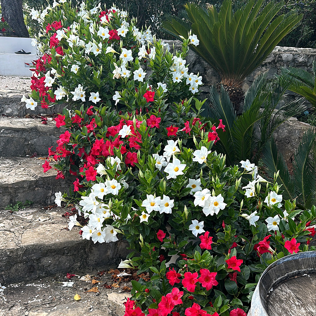 Syngenta Flowers tweet media