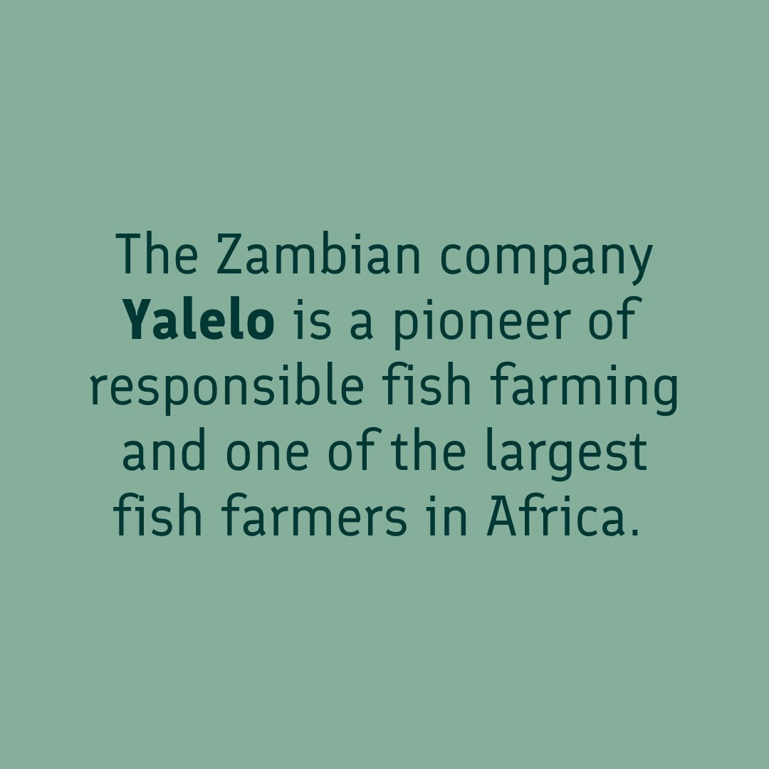 Ulkoministerio's tweet image. With support from 🇫🇮 &amp;amp; @Finnfund, @YaleloZambia has created 1,000 jobs while promoting sustainable fish farming. 🌍🐟 Responsible food production is key to building resilient economies &amp;amp; feeding the future. 🇿🇲 

#SustainableDevelopment #Aquaculture #DevelopmentFinance