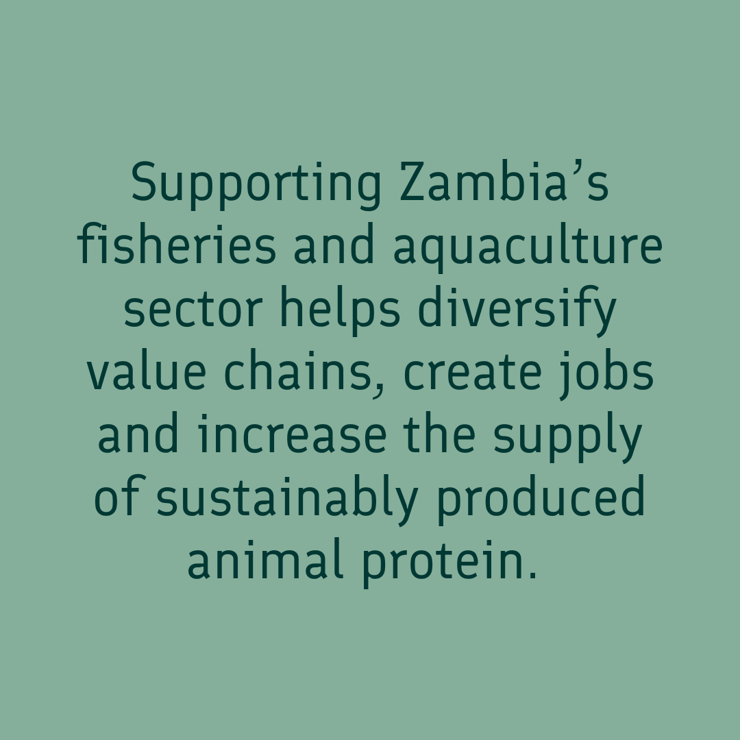 Ulkoministerio's tweet image. With support from 🇫🇮 &amp;amp; @Finnfund, @YaleloZambia has created 1,000 jobs while promoting sustainable fish farming. 🌍🐟 Responsible food production is key to building resilient economies &amp;amp; feeding the future. 🇿🇲 

#SustainableDevelopment #Aquaculture #DevelopmentFinance