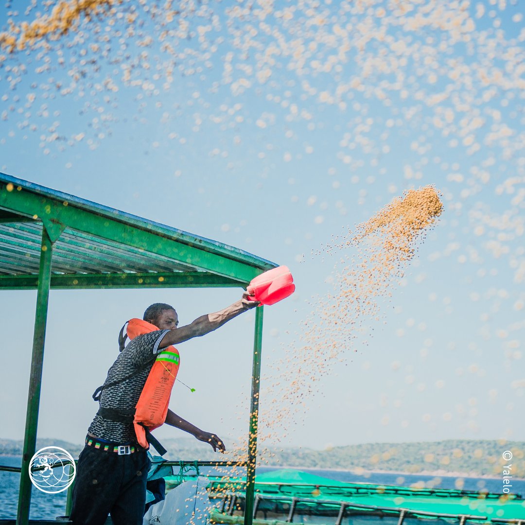 Ulkoministerio's tweet image. With support from 🇫🇮 &amp;amp; @Finnfund, @YaleloZambia has created 1,000 jobs while promoting sustainable fish farming. 🌍🐟 Responsible food production is key to building resilient economies &amp;amp; feeding the future. 🇿🇲 

#SustainableDevelopment #Aquaculture #DevelopmentFinance