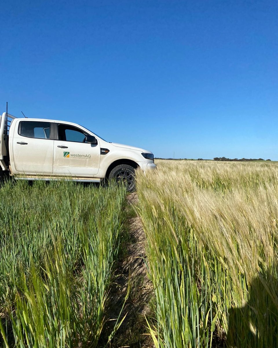 ag_western's tweet photo. Checking the crop response to deep ripping trials in sand over clay soils at Telopea Downs, VIC. 🌾 https://t.co/7DS01l9iLi