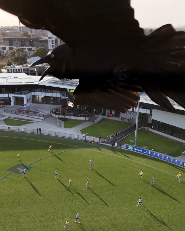 stkildafcw's tweet photo. Leave our drone alone @CrowsAFLW https://t.co/fNuTpSYNFQ