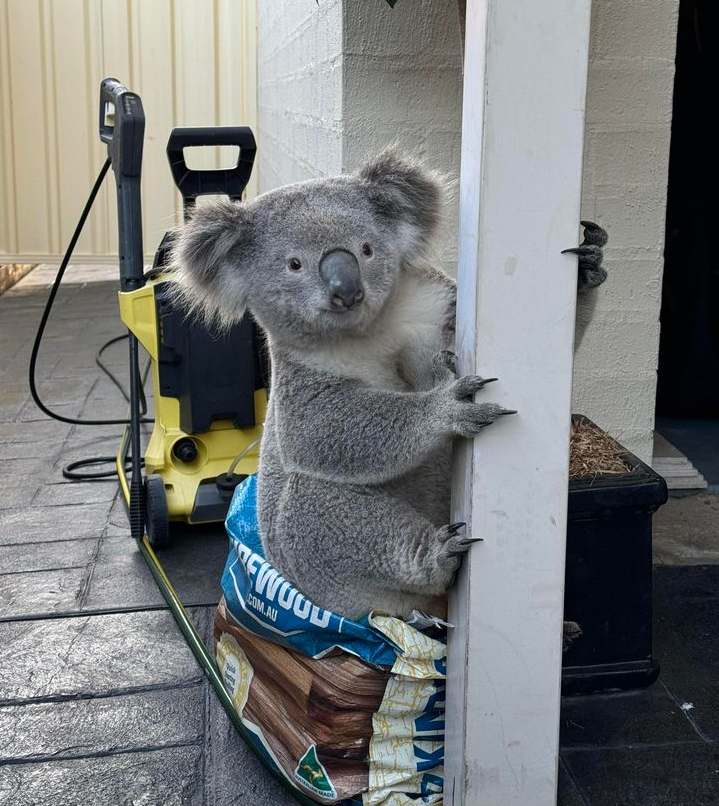 Sydney Basin Koala Network tweet media