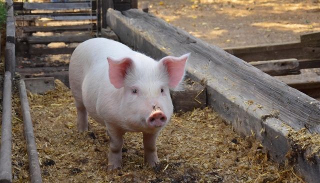 USDAJapan tweet media