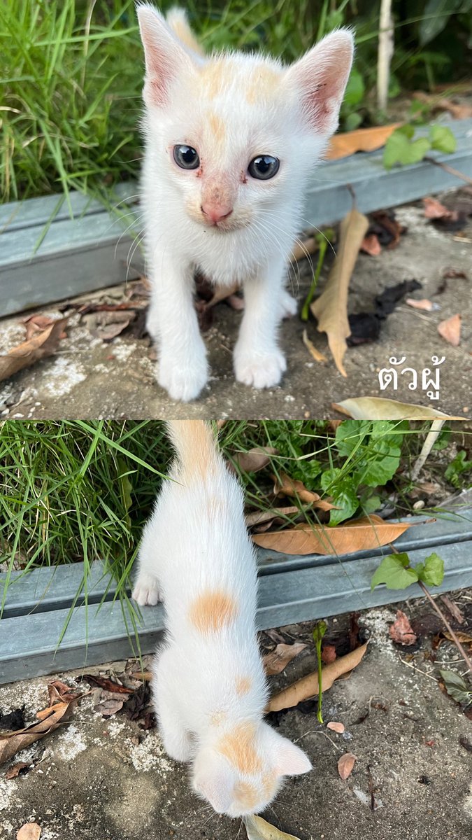 Bmildmbt's tweet photo. หาบ้านให้น้องแมว ให้ฟรีค่ะ
เรามีแมวอยู่แล้ว ไม่สามารถเลี้ยงเพิ่มได้
ขอคนพร้อมดูแล รักน้องแมว 
พิกัด 📍ดอยสะเก็ด เชียงใหม่ https://t.co/4eAsKHiLcn