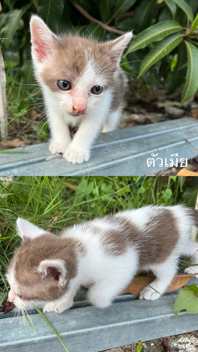 Bmildmbt's tweet photo. หาบ้านให้น้องแมว ให้ฟรีค่ะ
เรามีแมวอยู่แล้ว ไม่สามารถเลี้ยงเพิ่มได้
ขอคนพร้อมดูแล รักน้องแมว 
พิกัด 📍ดอยสะเก็ด เชียงใหม่ https://t.co/4eAsKHiLcn