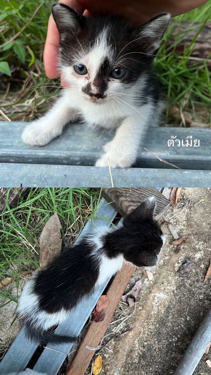 Bmildmbt's tweet photo. หาบ้านให้น้องแมว ให้ฟรีค่ะ
เรามีแมวอยู่แล้ว ไม่สามารถเลี้ยงเพิ่มได้
ขอคนพร้อมดูแล รักน้องแมว 
พิกัด 📍ดอยสะเก็ด เชียงใหม่ https://t.co/4eAsKHiLcn
