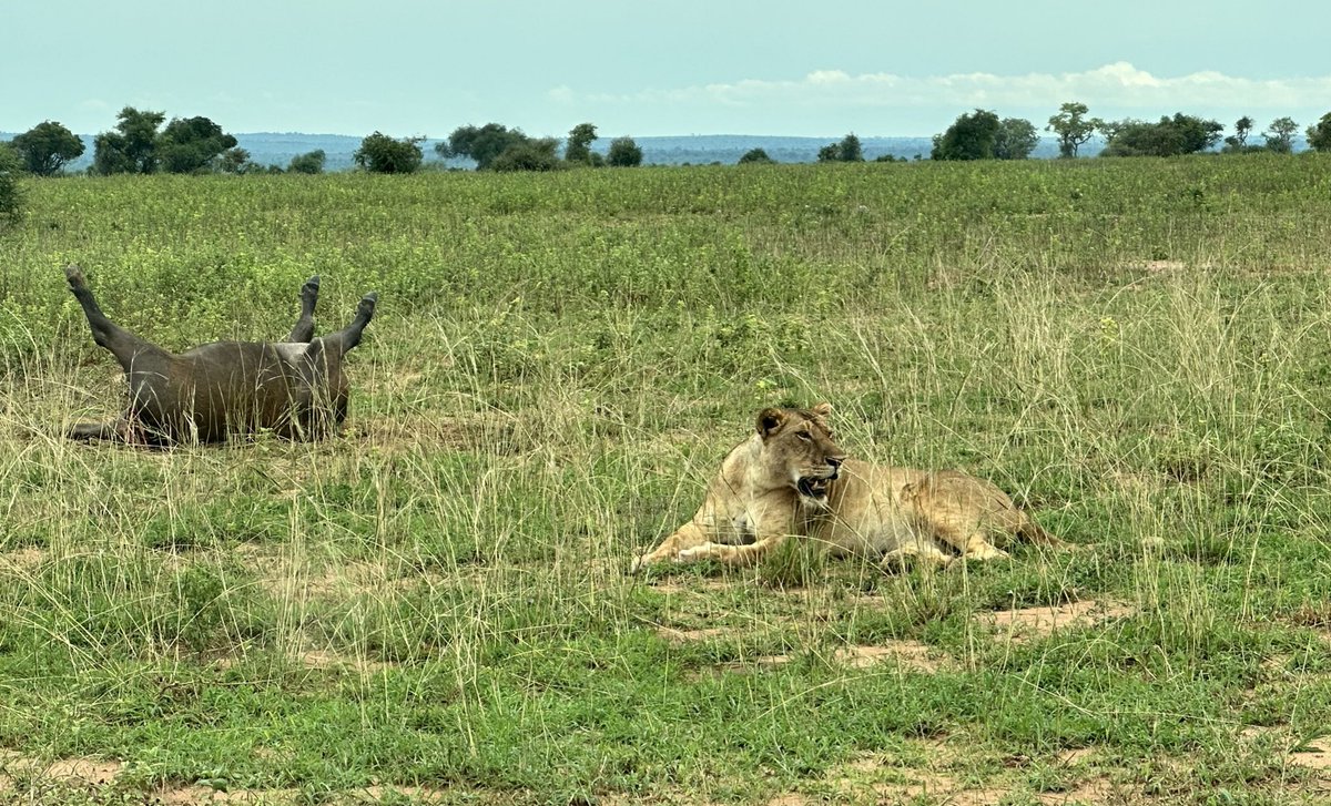 Open Park Day is coming! Get ready to explore Uganda’s wild side - for free on 17th &amp; 18th October.

Witness moments like this firsthand as predators and prey battle for survival in the wild heart of Murchison Falls National Park.

#OpenParkDayUG | #ExploreUganda