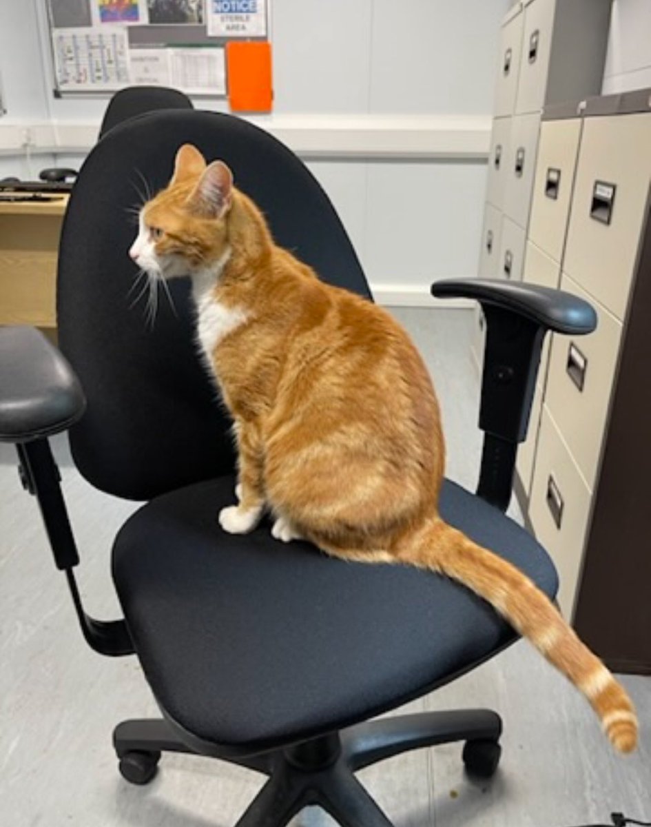 TheStourbridge's tweet photo. Good morning & welcome to Whiskers Wednesday
If you never try, you'll never know
#cats #Caet #CatsOnTwitter #CatsOfTwitter https://t.co/rTHZS3OzVG