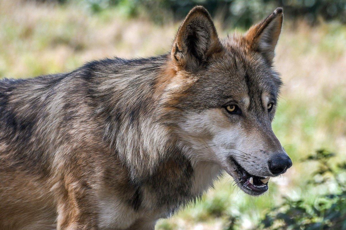 #NIEUWS | Een meerderheid van de Europese lidstaten wil de beschermde status van de #wolf in Europa verlagen, van “strikt beschermd” naar “beschermd”. De wet is daarmee echter nog niet aangepast. Wat is hiervoor nodig?

Lees verder via: nl-prov.eu/beschermingsst… #EU #boeren