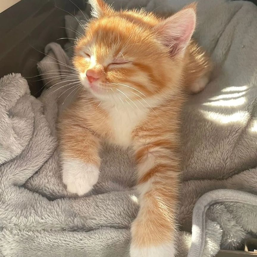 cutest cats tweet media