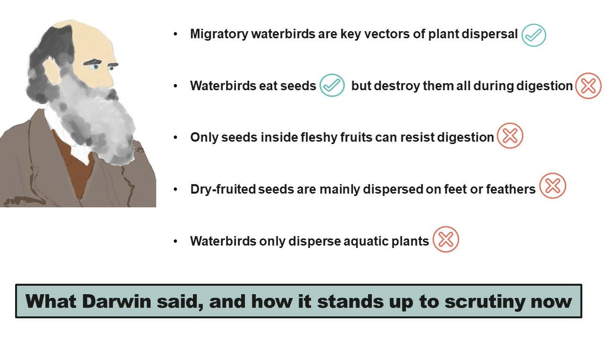 🥳 #Readnewpaper   

Darwin’s Digestion Myth: Historical and Modern Perspectives on Our Understanding of Seed Dispersal by Waterbirds

by Andy J. Green and David M. Wilkinson
   
Read more: https:/www.mdpi.com/2674-1024/3/3/32