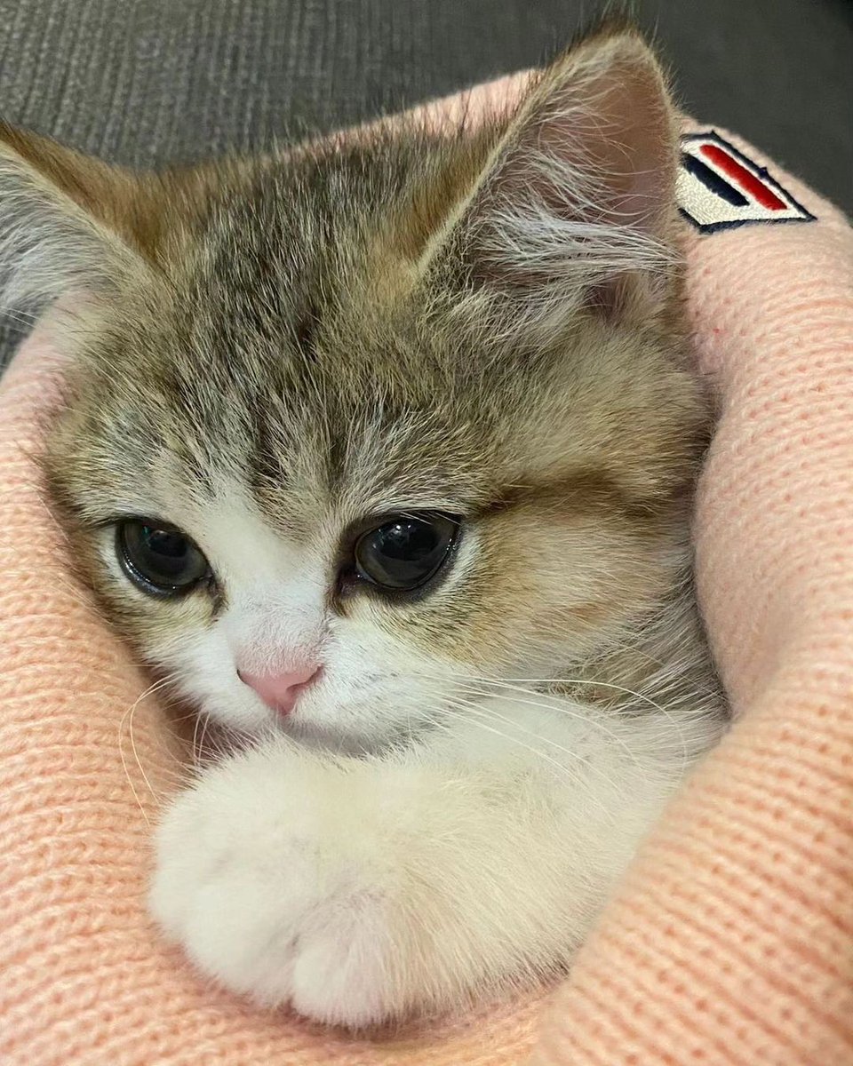 cutest cats (@cutestscats) on Twitter photo 