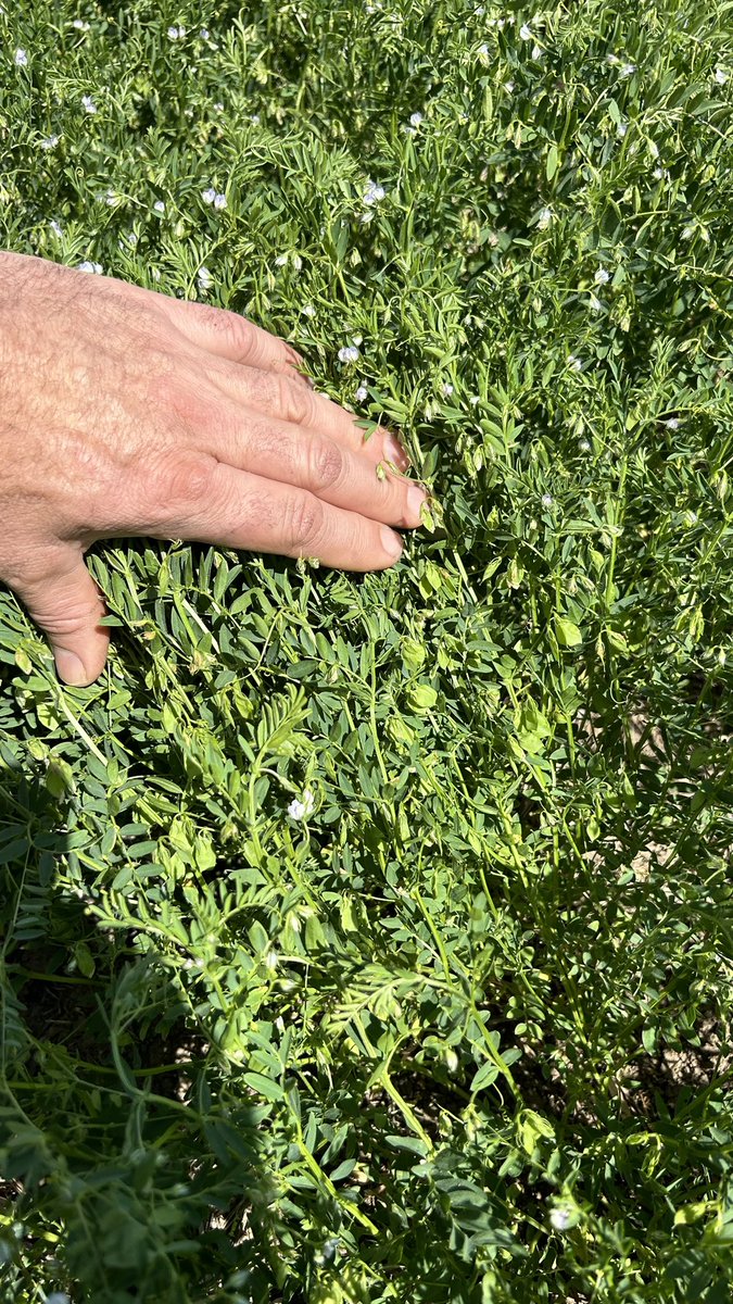 John Stevenson (@cropmad) on Twitter photo A shining light in a challenging year. Lentils just south of Donald have dodged the frost and their water use efficiency has them hanging on well. Good work <a href="/JonoRobinson1/">Jono Robinson</a> <a href="/brettbarker92/">Brett Barker</a> and your teams 👍🏻 A shining light in a challenging year. Lentils just south of Donald have dodged the frost and their water use efficiency has them hanging on well. Good work <a href="/JonoRobinson1/">Jono Robinson</a> <a href="/brettbarker92/">Brett Barker</a> and your teams 👍🏻