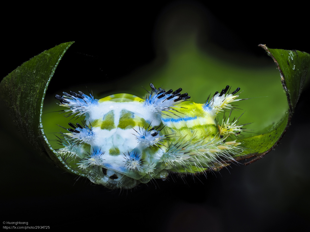 1x_com's tweet photo. 'Dangerous candy' by HuongHoang
https://t.co/LD7piDmqLD #animals #caterpillar #leaf #closup #NaturePhotography https://t.co/ADo7HtQ5D6