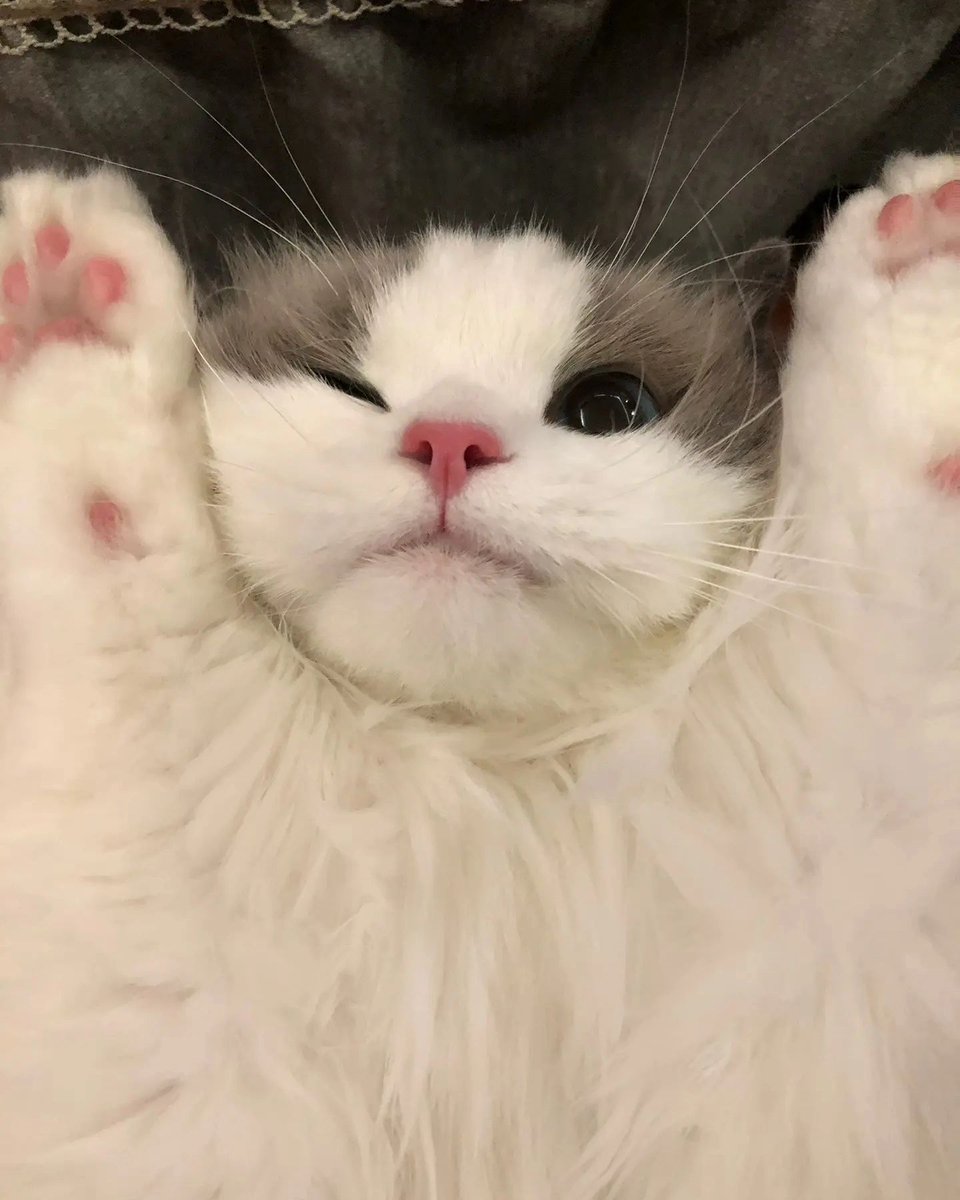 cutestscats's tweet photo. https://t.co/PU7On3mOnx