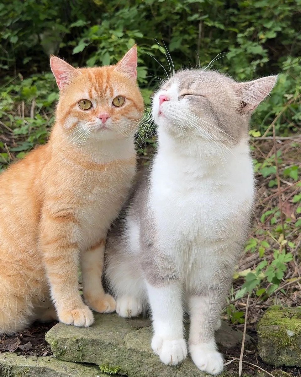 cutest cats tweet media
