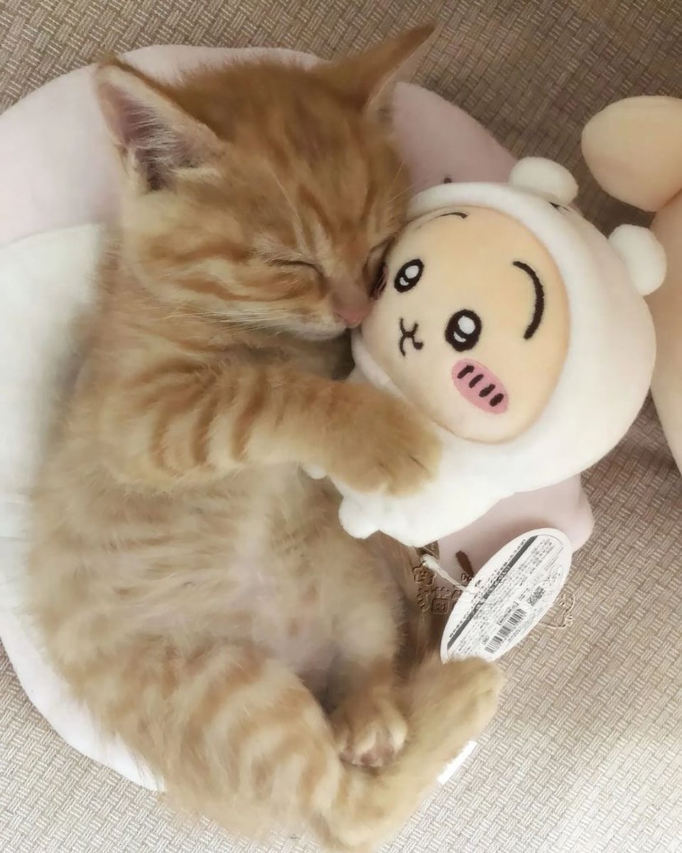 cutestscats's tweet photo. https://t.co/DH6CycqQv4