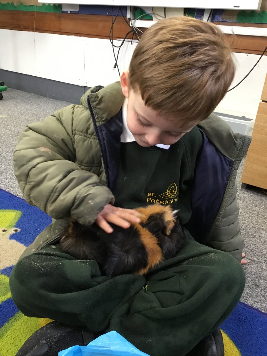 St Patrick's FS (@stpatsfs) on Twitter photo Reception loved having the guinea pigs Bill and Ted in school yesterday. Everyone was calm and careful around the hutch. The guinea pigs enjoyed cuddles, stories and tasty treats! Well done Reception for being so caring. <a href="/st_patricks/">St Patricks Primary</a> <a href="/stpatsreaders/">St Patrick’s Reading</a> Reception loved having the guinea pigs Bill and Ted in school yesterday. Everyone was calm and careful around the hutch. The guinea pigs enjoyed cuddles, stories and tasty treats! Well done Reception for being so caring. <a href="/st_patricks/">St Patricks Primary</a> <a href="/stpatsreaders/">St Patrick’s Reading</a>
