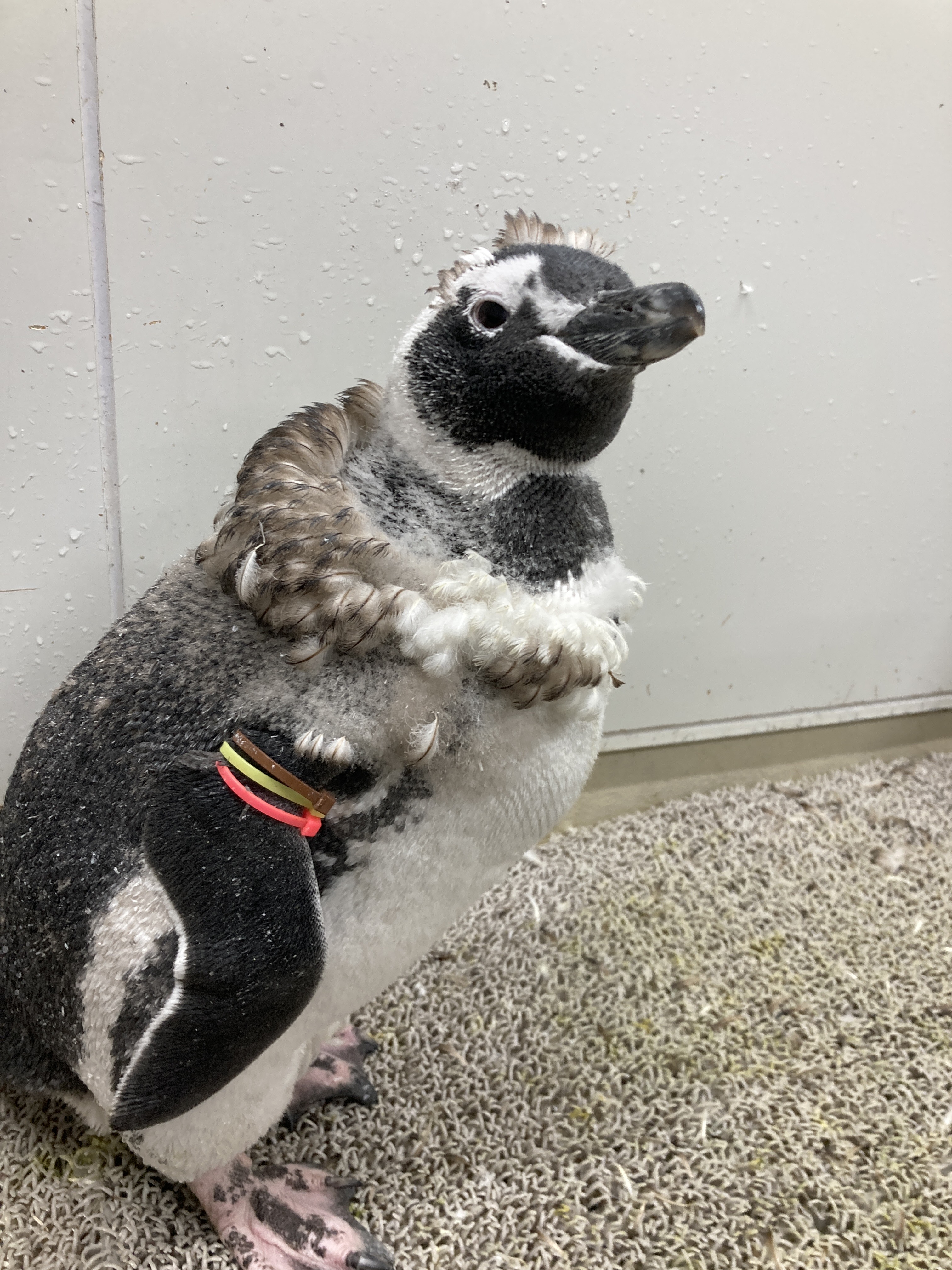 すみぺんページ FyOFSGaaQAE-dhQ.jpg